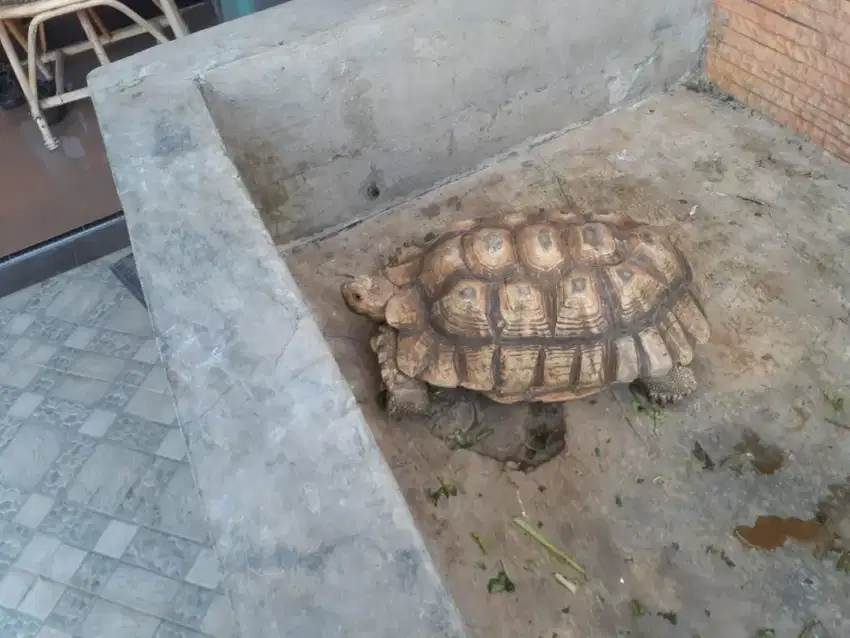 Sulcata male 53 cm