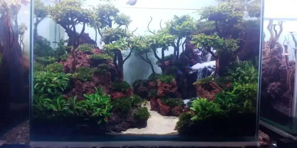 Aquarium design aquascape tema 60x40 cm