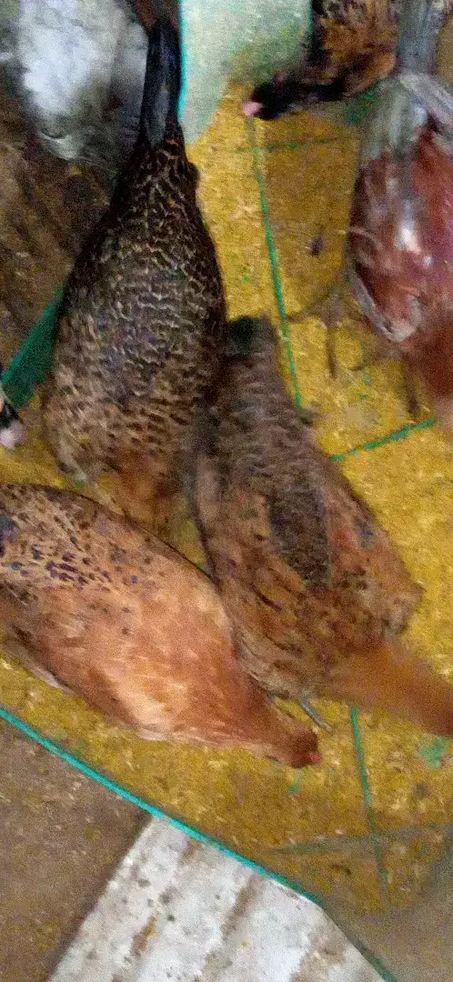 PULET AYAM ARAB udah bertelur banyak gak mau mengeram