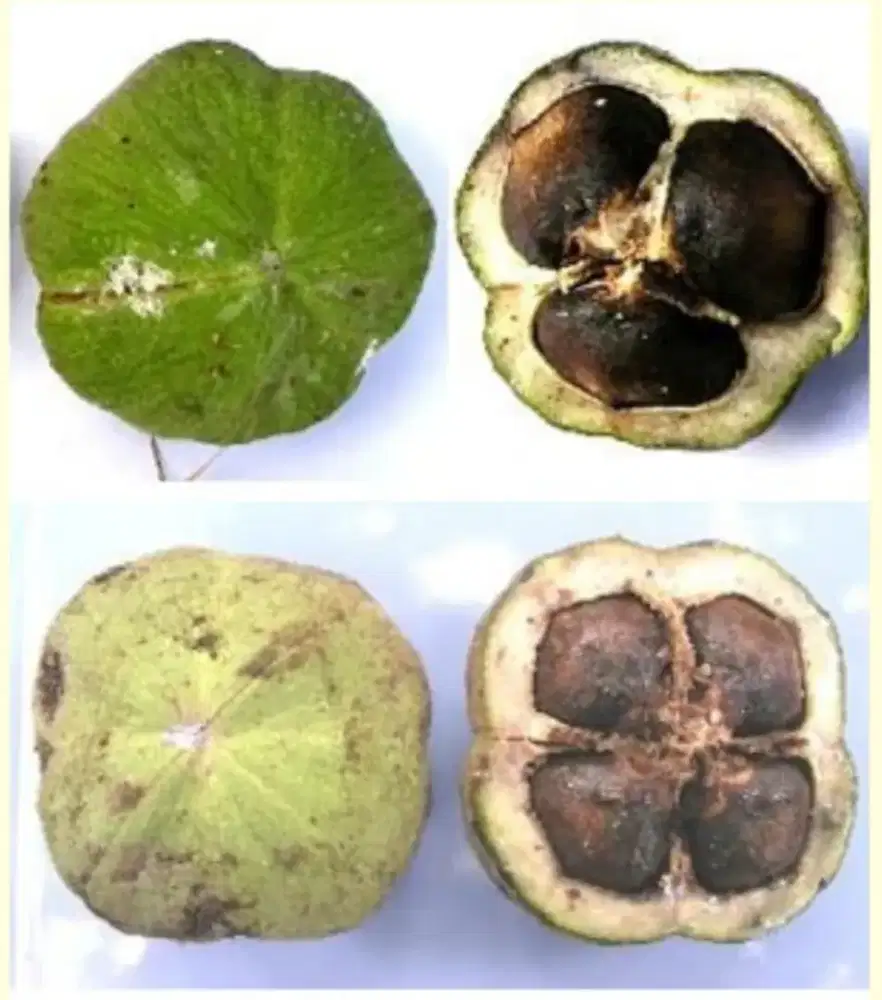 Biji Kemiri Sunan - Min 50 kg