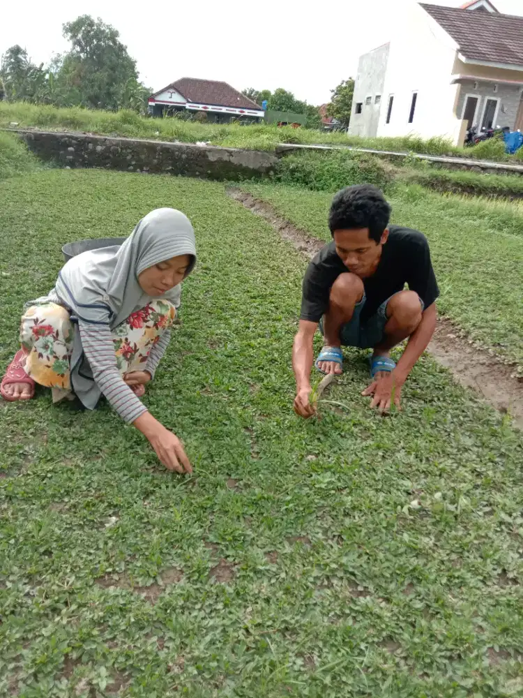 Rumput gajah mini siap pasang langsung petani