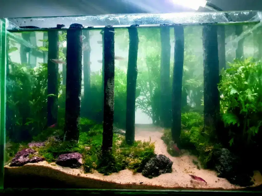 Design aquascape tema akuarium hias jungle hutan forest