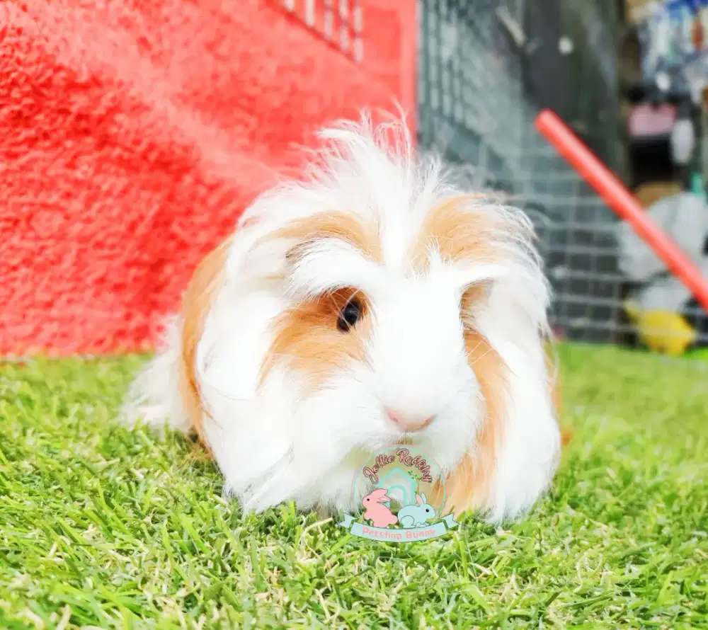 Jual guinea hot sale pig