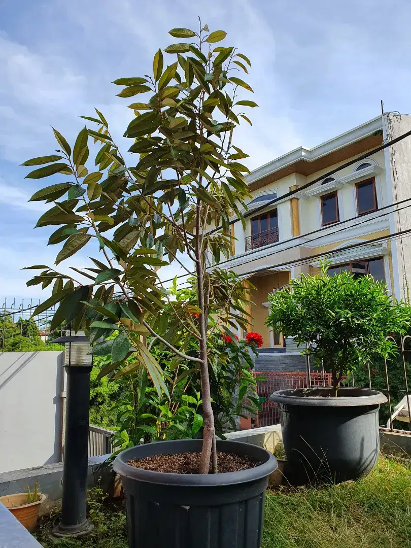 Pohon Durian sudah berbunga dan berbuah
