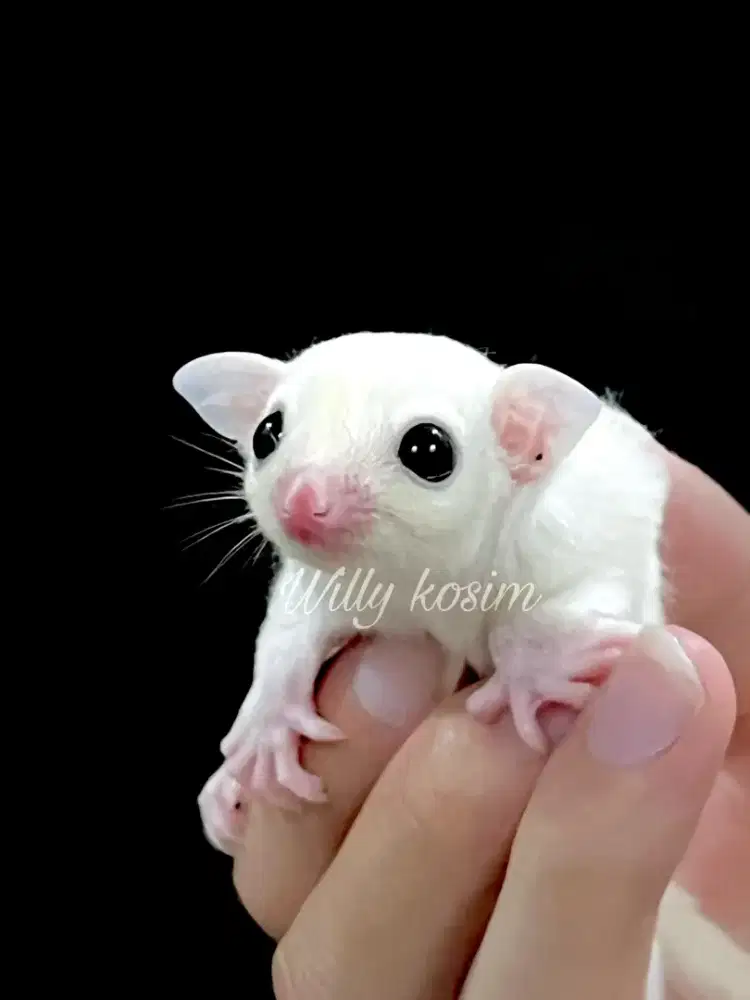 SUGAR GLIDER JANTAN LEUCISTIC JOEY JINAK LUCU MURAH