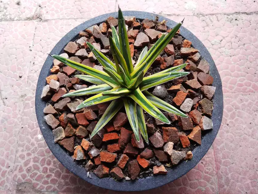 Agave victoriae reginae variegata