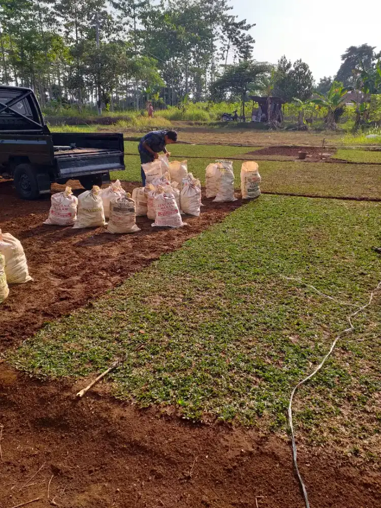 Jual Rumput gajah mini rumput taman