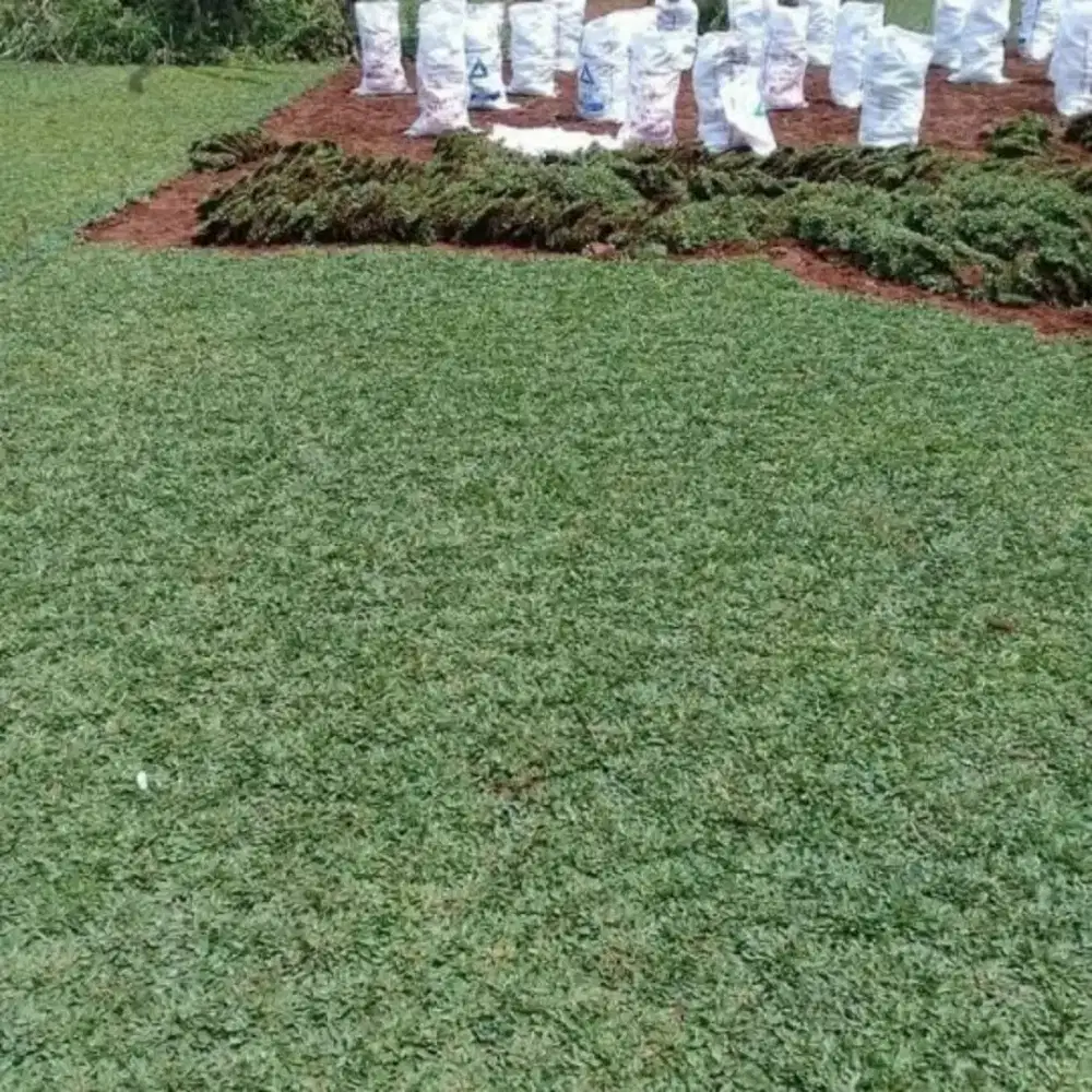 Tukang rumput gajah mini & aneka jenis rumput taman hijau