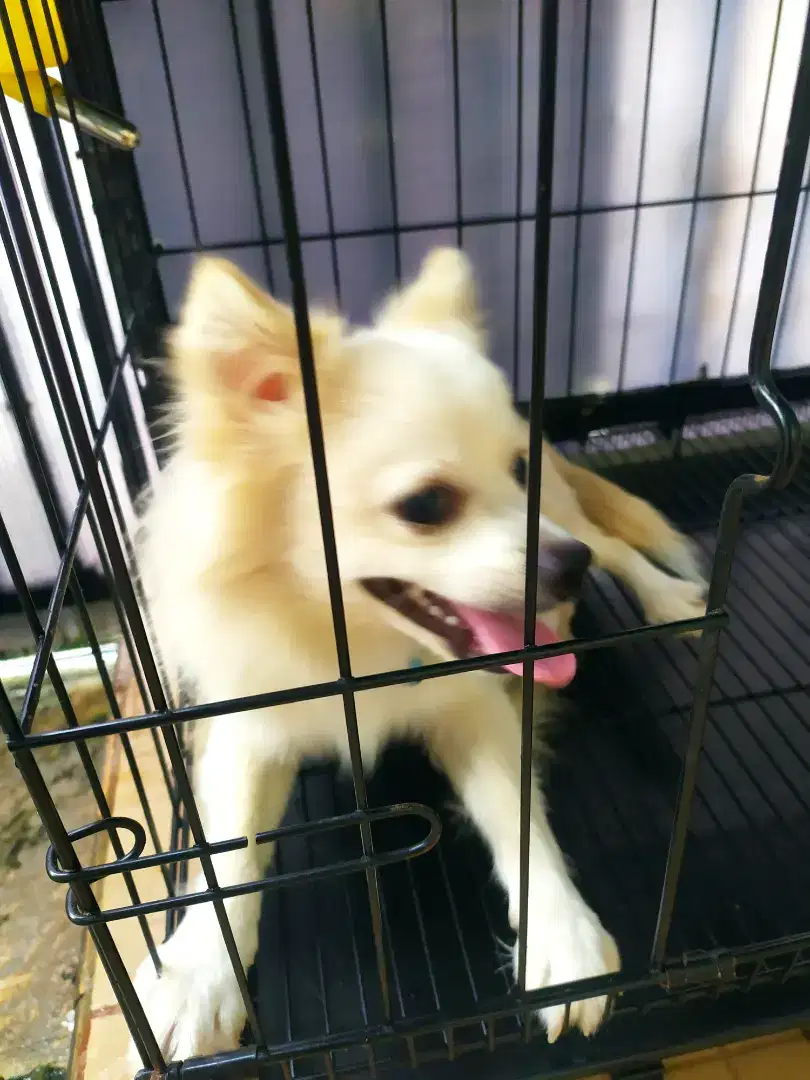 Jual RUGI Anjing pomerian