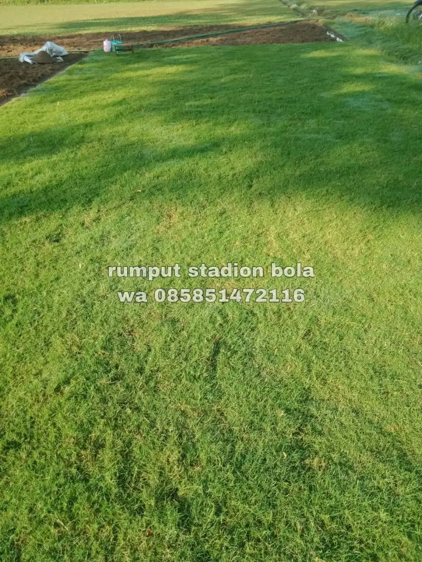 Harga Supplier Rumput Stadion Lapangan Zoysia Matrella Kulon Progo