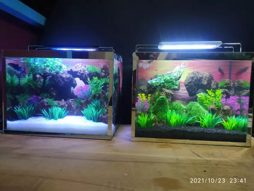 Aquarium Ikan Cupang cantik