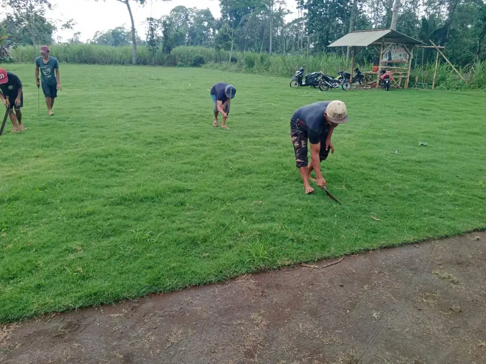 Rumput Golf Kota Semarang Siap Kirim