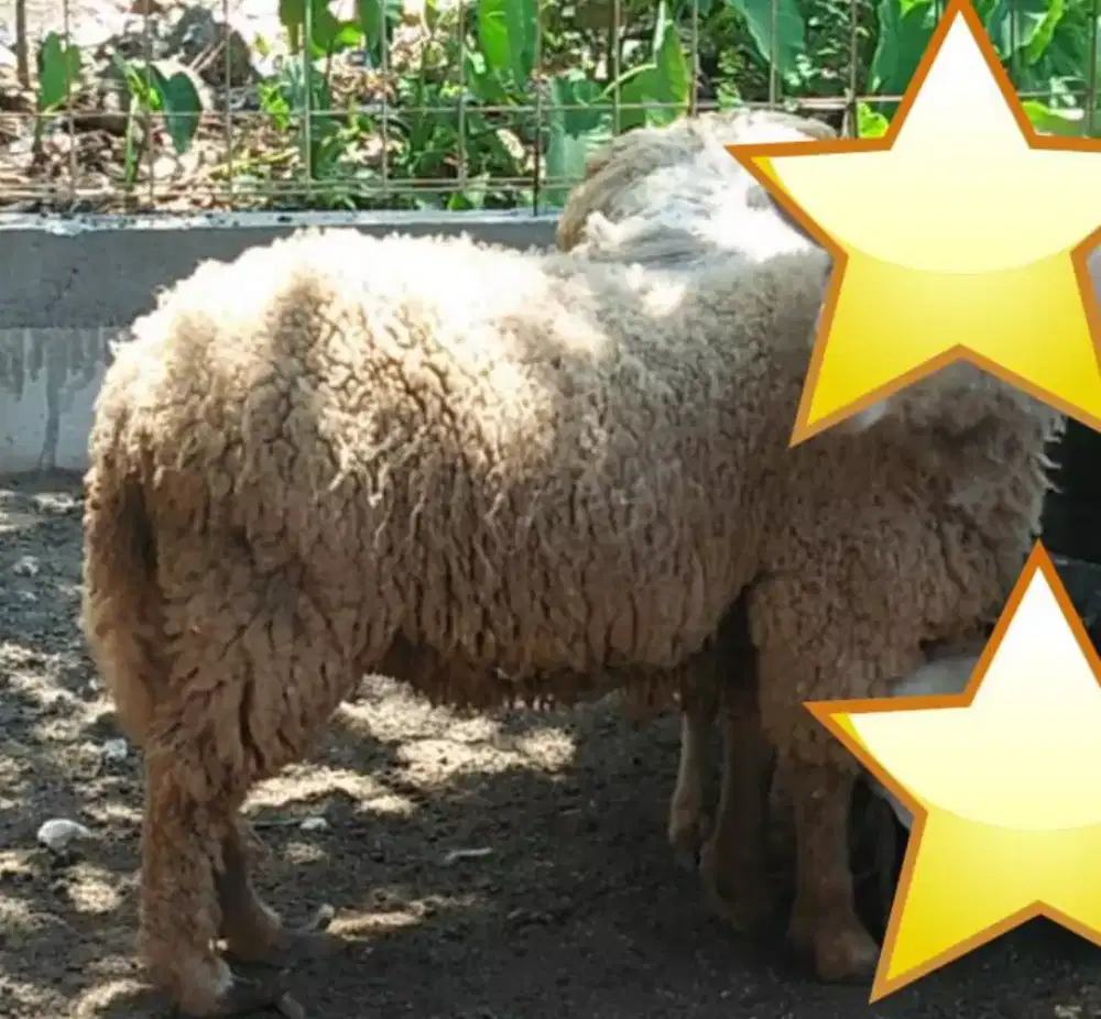 Peternak Domba Merino Texel AMR Termurah di Semarang