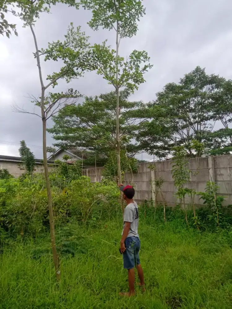 Pohon ketapang kencana