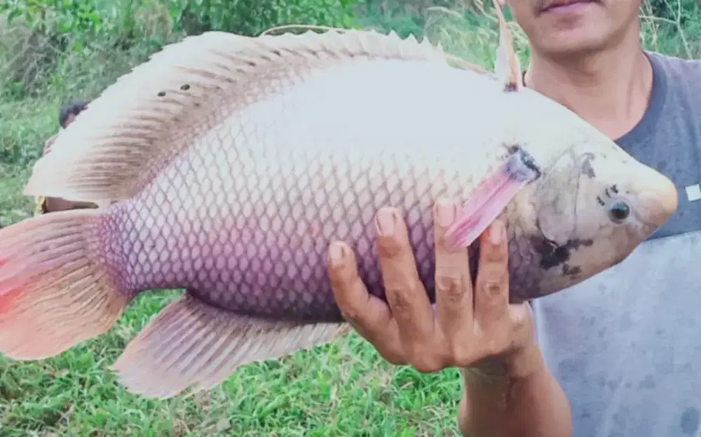 Amanah Olshope induk ikan gurame soang