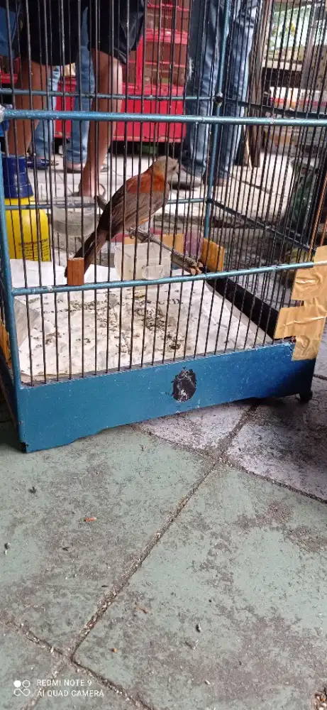 Cucak emas prospekan super