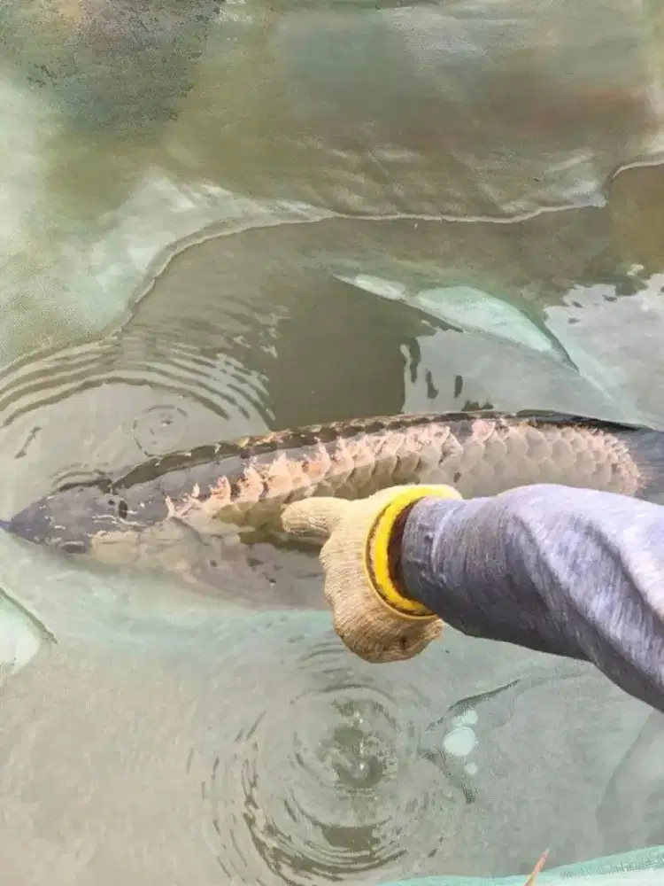 Arwana / Arowana Crossback 24K (INDUKAN)