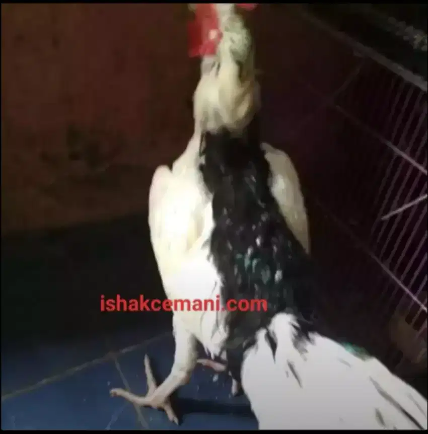 Ayam Tulak Untuk Konsumsi Dan Syarat