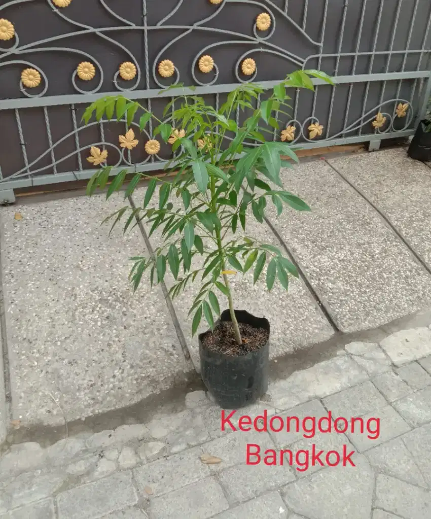 Bibit Buah Kedondong Bangkok