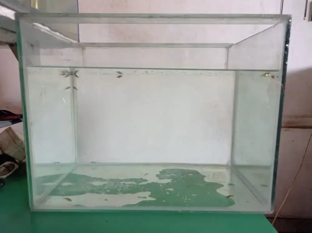 Aquarium Kaca bening