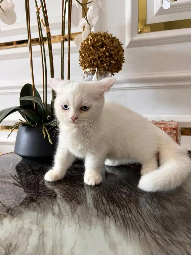 Kucing Munchkin Putih Jantan Non Ped