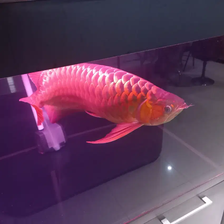 Dijual Ikan Arwana Super Red SR Sumo Arwanna Arowana