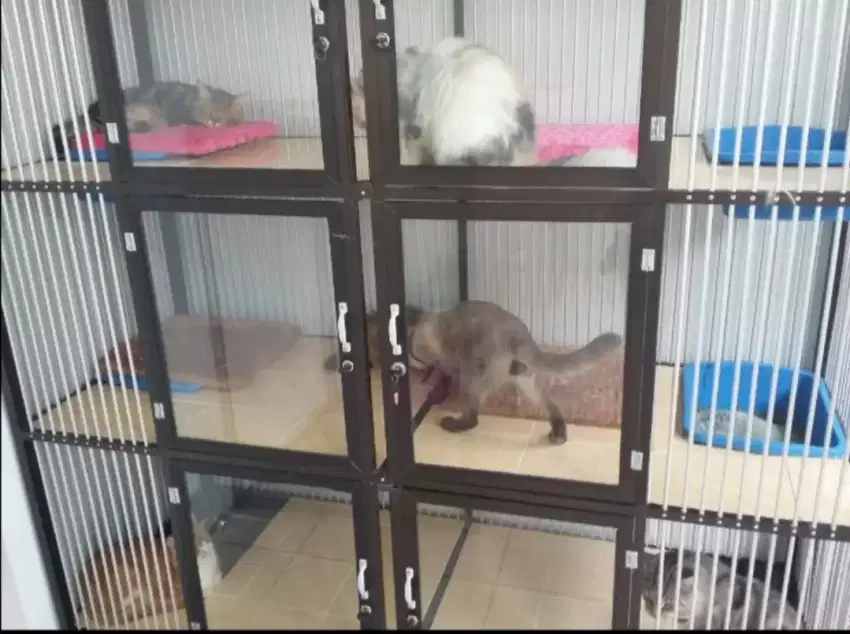 Penitipan kucing termurah