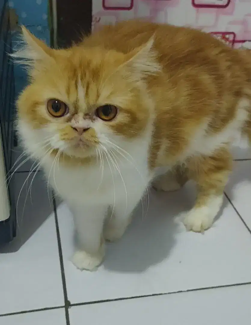 Kucing flaknose longhair jasa pacak