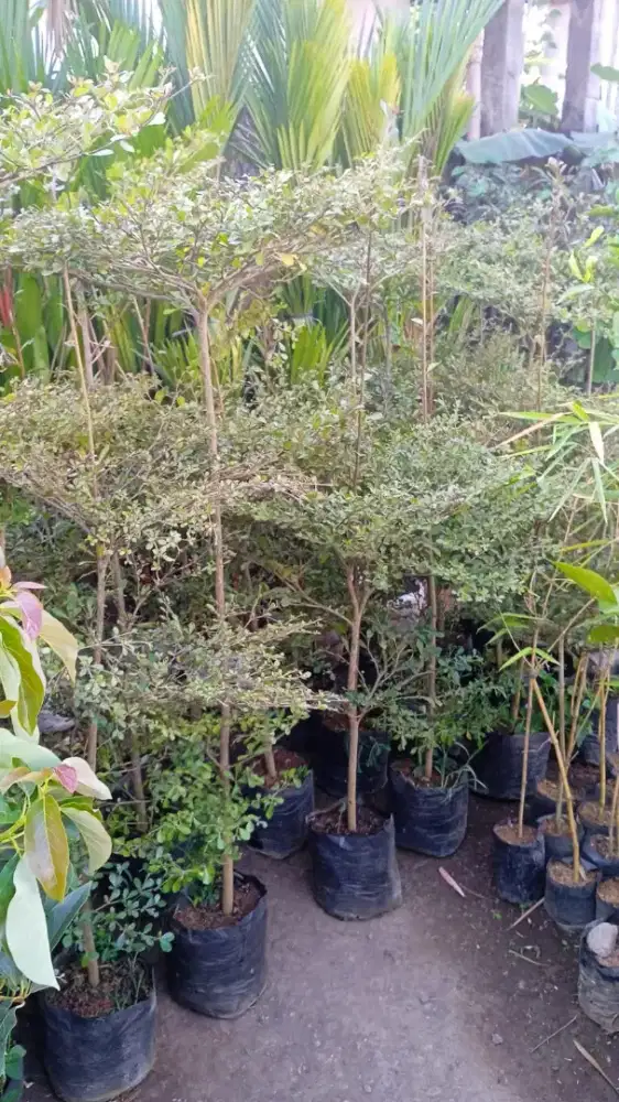 Bibit pohon ketepeng kencana