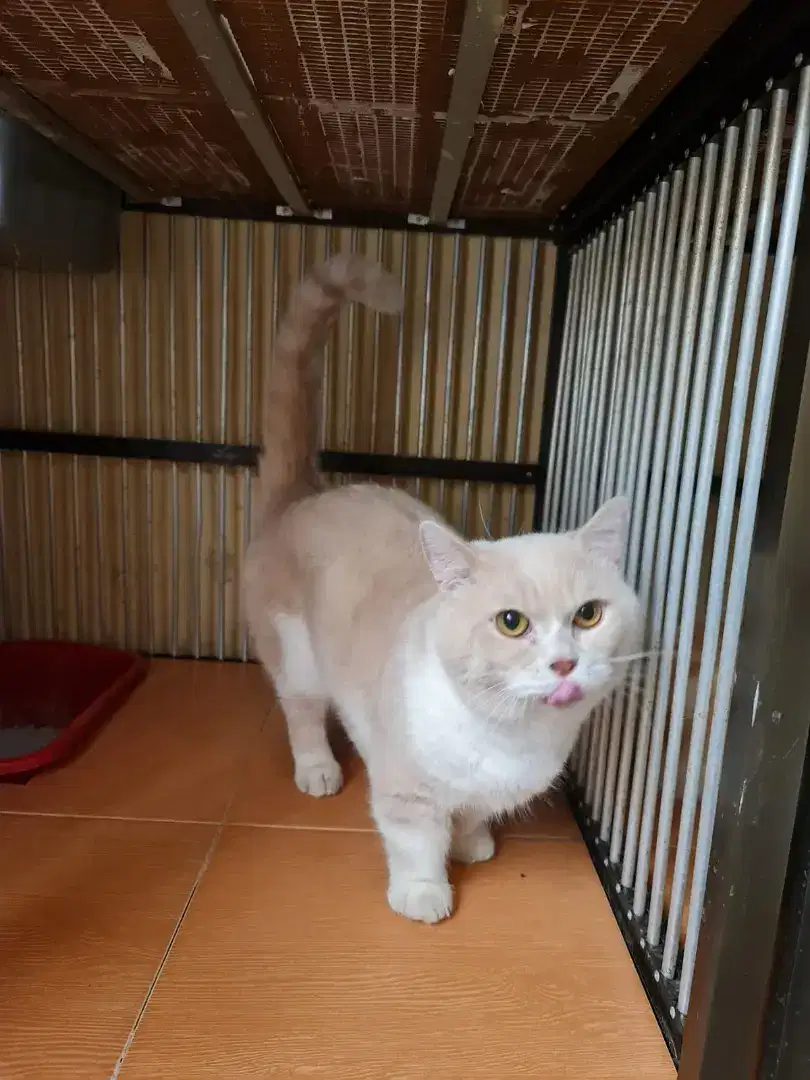 Kucing Munchkin Jantan Jago Kimpul