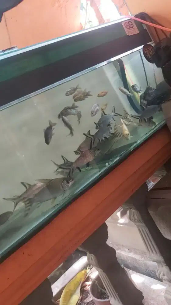 YFF BALASAK KAVIAT JUMBO