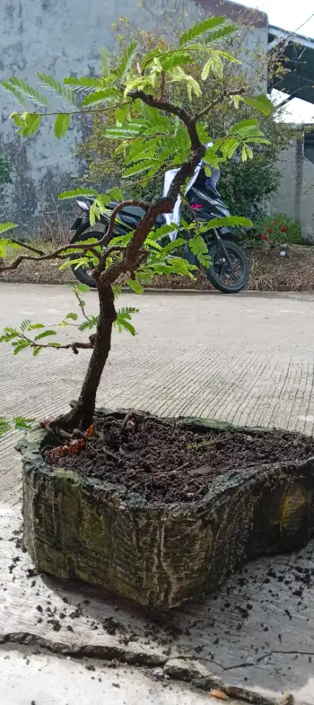 Bonsai asem jawa