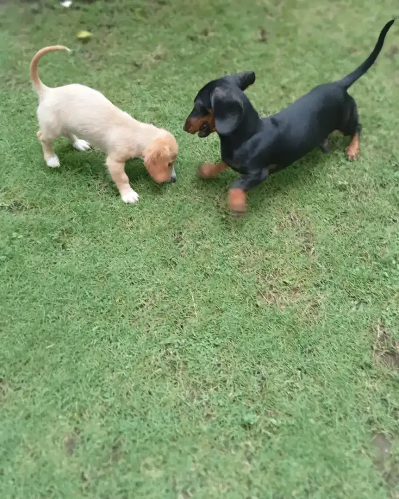 penitipan anjing di mulyosari