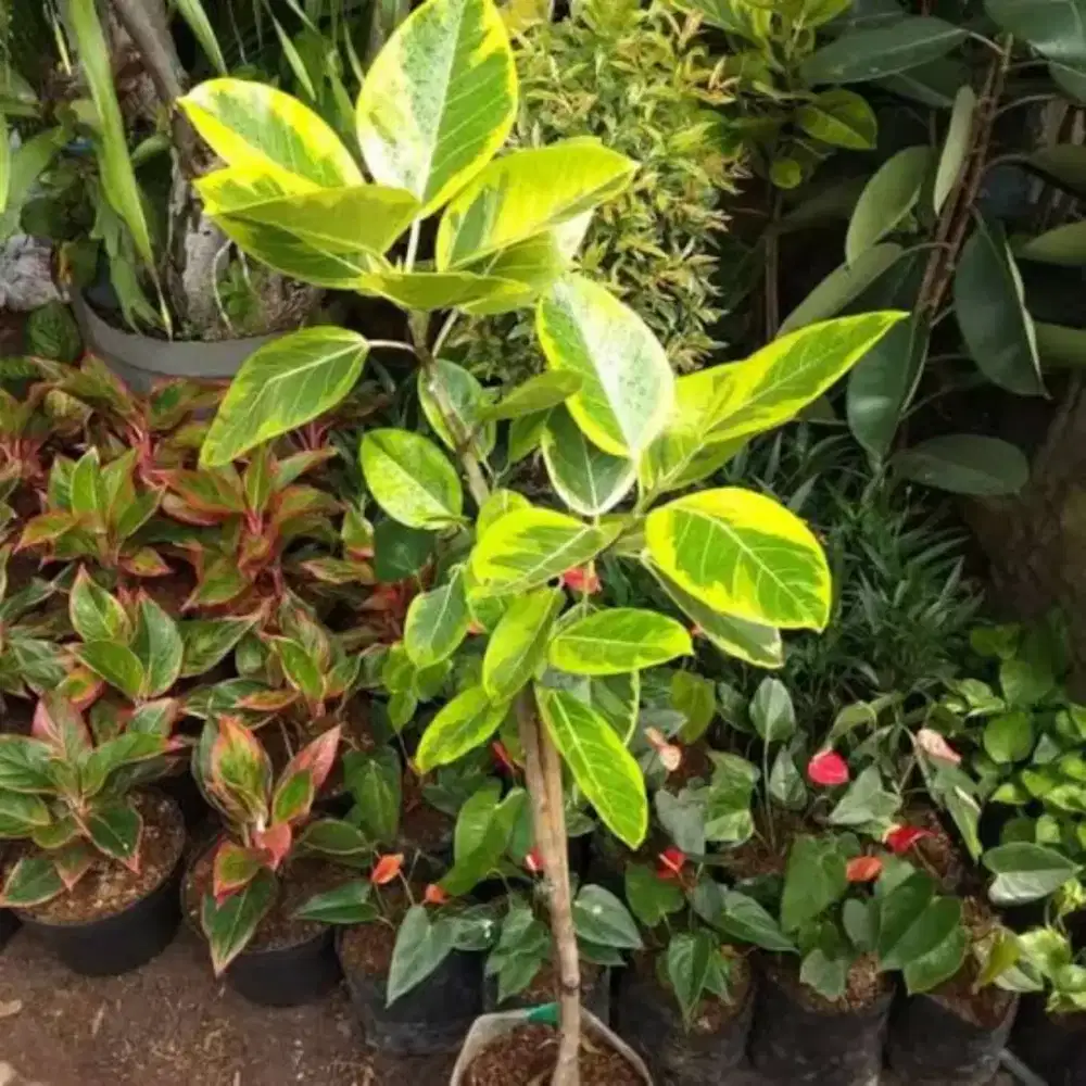 Jual pohon karet munding varigata