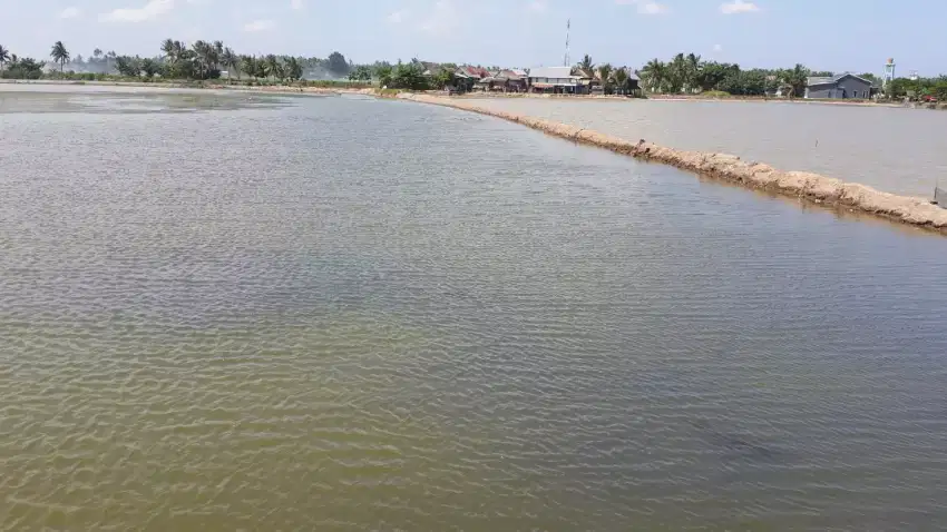 Tanah tambak ikan/udang di Kab.Bulukumba kec.ujungloe.