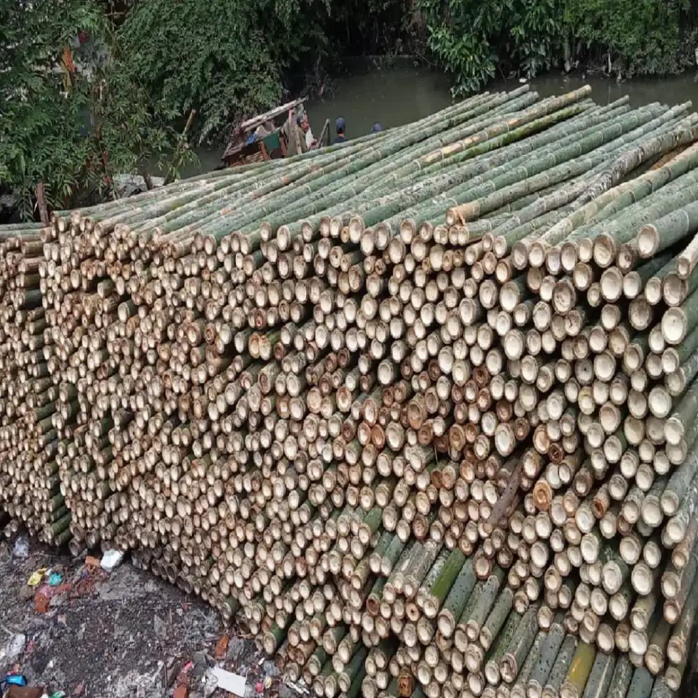 BAMBU STEGER SUPER DAN KASO