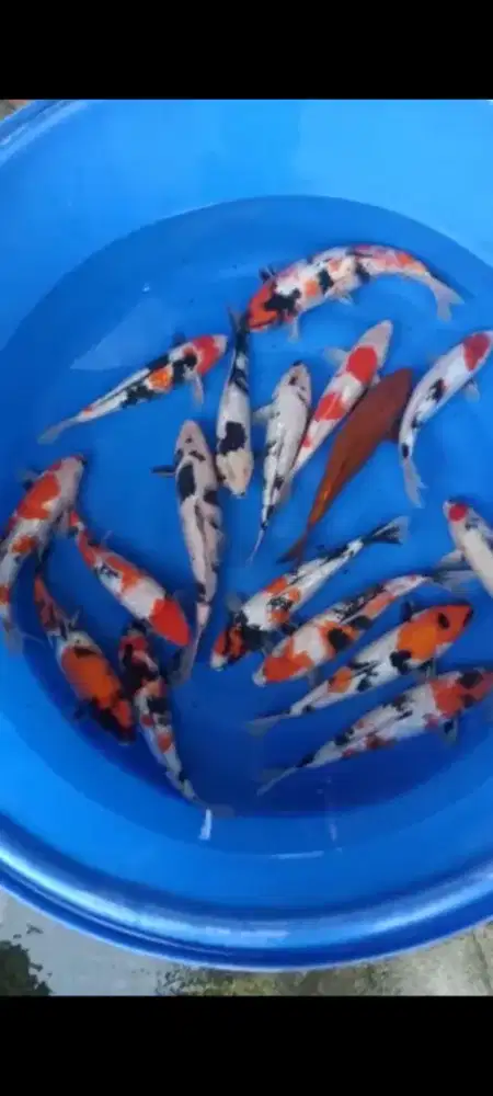 IKAN KOI KIRIM SELURUH INDONESIA MERDEKA