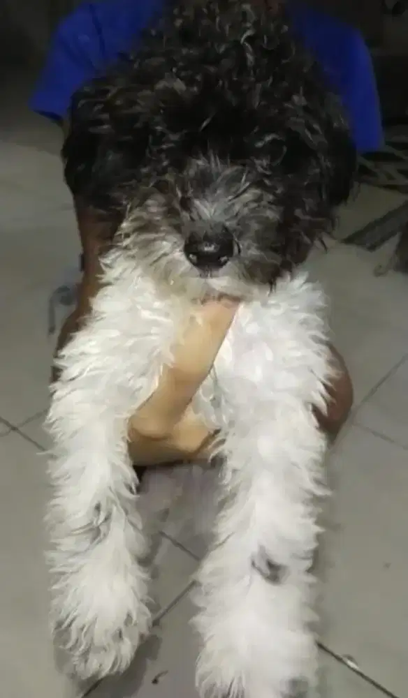 Adopsi Poodle Partycolor BETINA