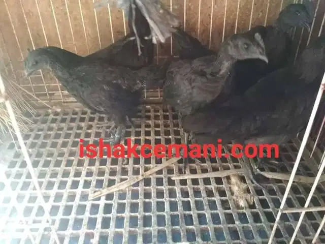 Obral Super Murah 10 Pasang Ayam Cemani Usia 3 Bulan Up Dijamin Halal