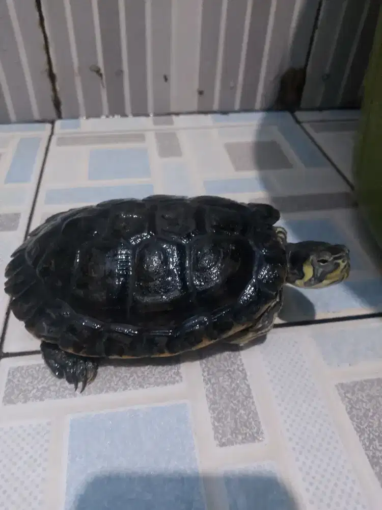 Kura kura yellowbelly