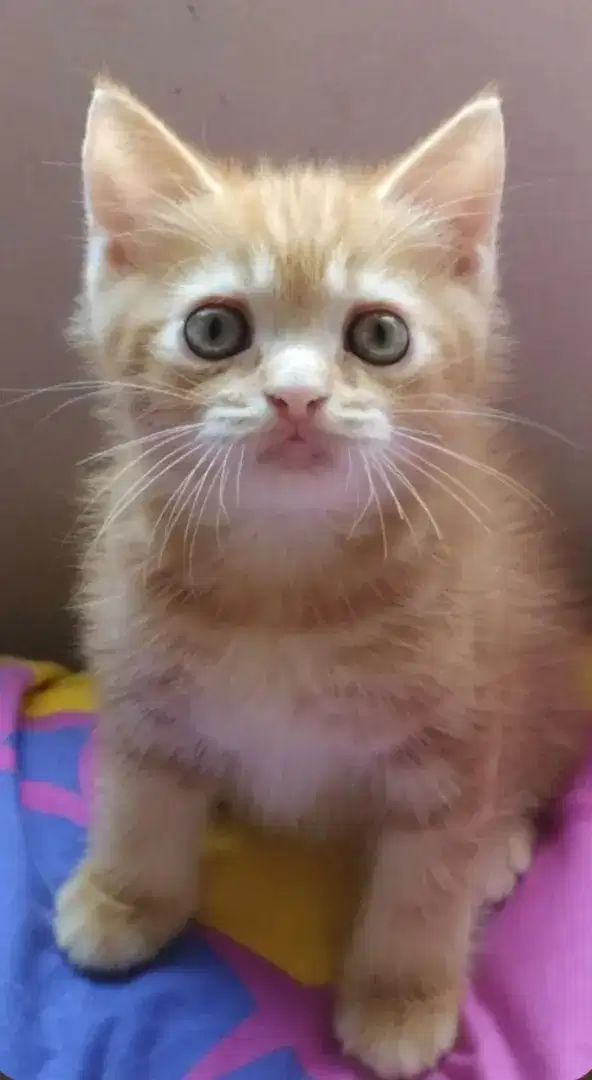 Siap di adopsi Kitten 2 bulan