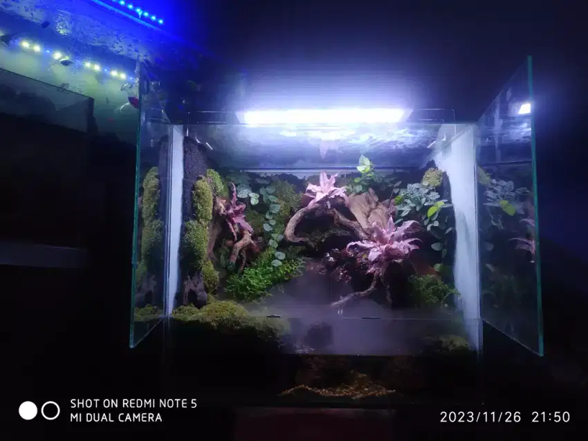 Aquarium Aquascape paludarium mini