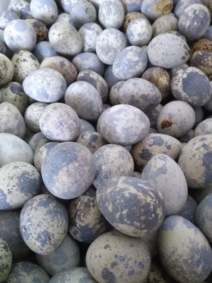 Harga 50rb per kg Telur Telor Puyuh Fresh Kandang Gratis Kirim Bogor