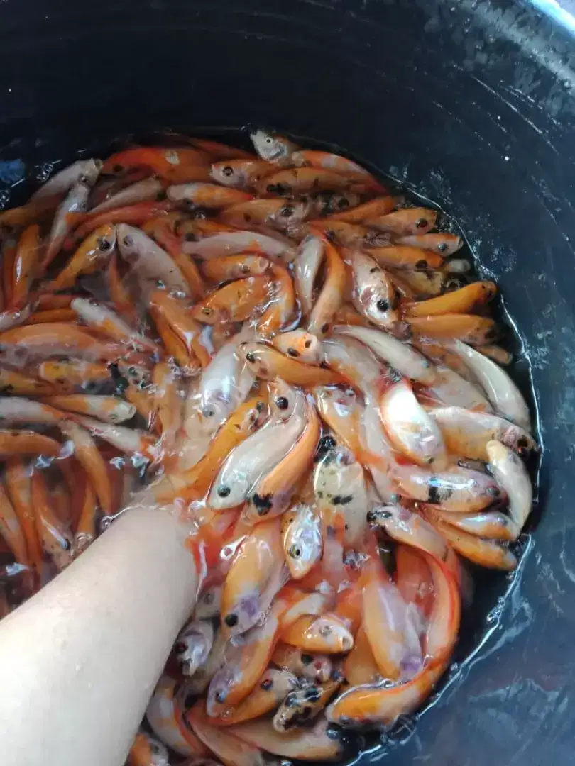 Ikan nila merah Ukuran 2 jari