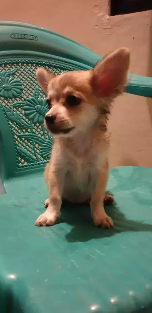 Beli 2 Gratis 1 Chihuahua 2 bln