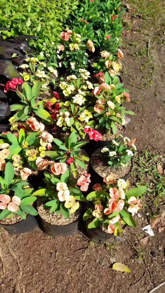 Jual pohon eufhorbia