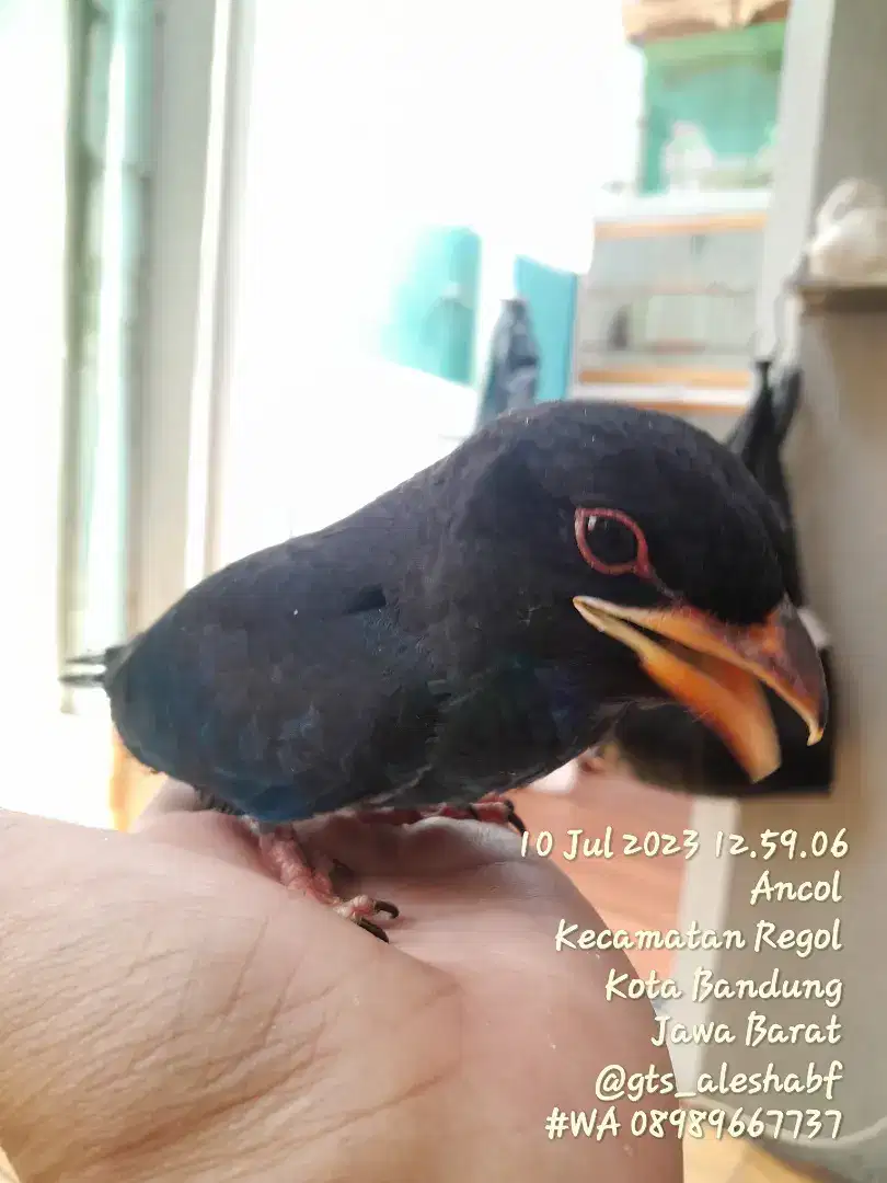 MASTERAN TERBAIK TANPA HENTI BURUNG TB ANAKAN SUARA RAPAT