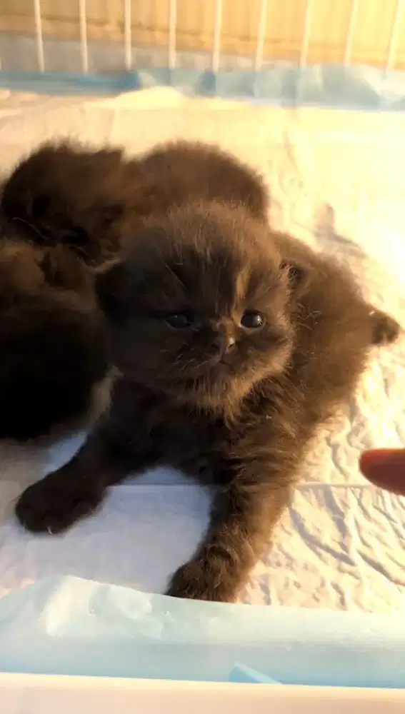 GROOMING KUSUS KUCING PANGGILAN