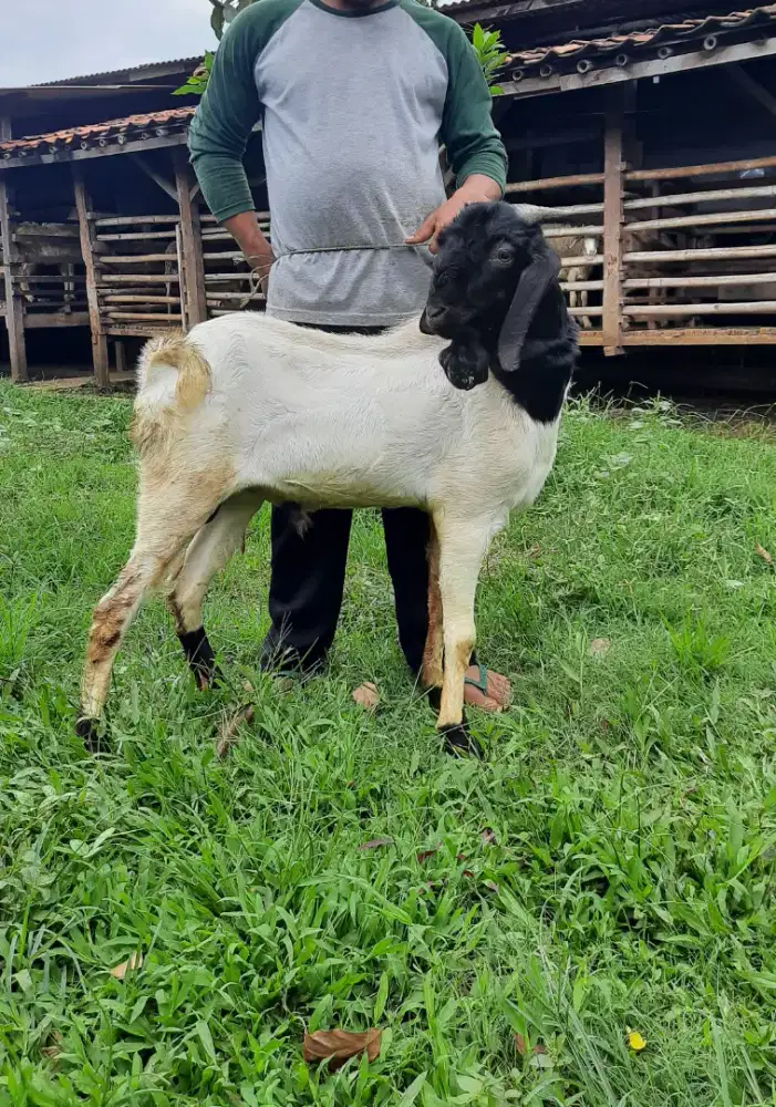 Jual Kambing Premium / Kambing Super / Kambing PE / Kambing Murah