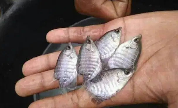 Bibit ikan gurame